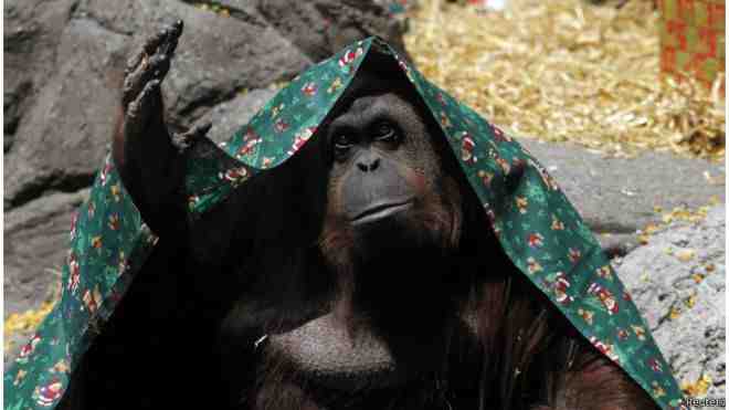 ساندرا تحاول تغطية رأسها في محبسها في حديقة حيوان بيونس آيرس للاختباء من الجمهور